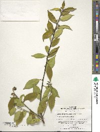 Ilex intermedia image