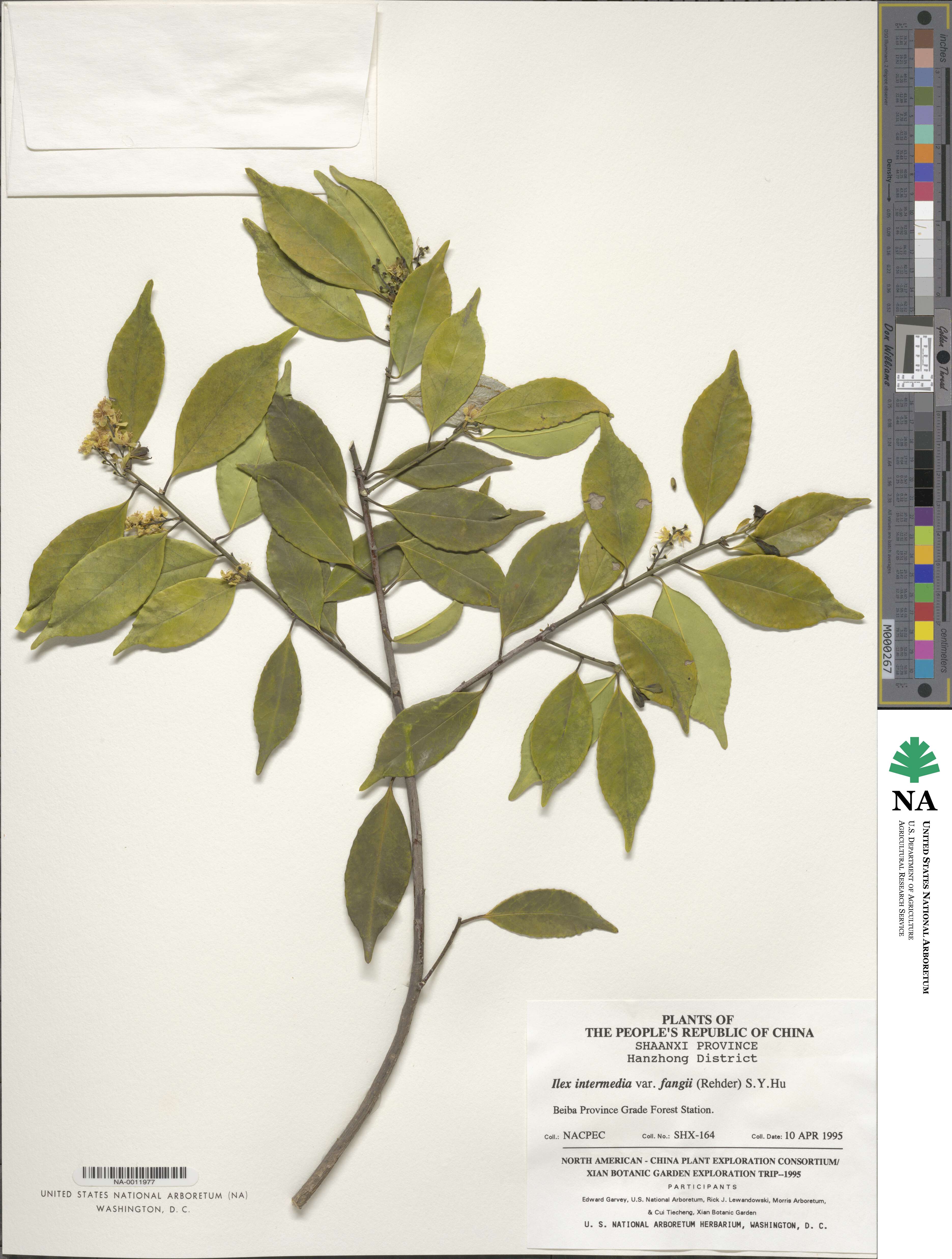 Ilex intermedia var. fangii image