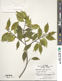 Ilex intermedia var. fangii image