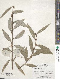 Lindera fragrans image