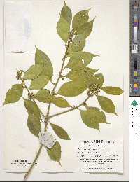 Ilex yunnanensis image