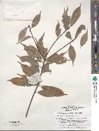 Quercus myrsinifolia image