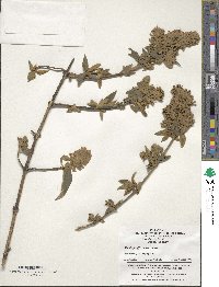Buddleja officinalis image