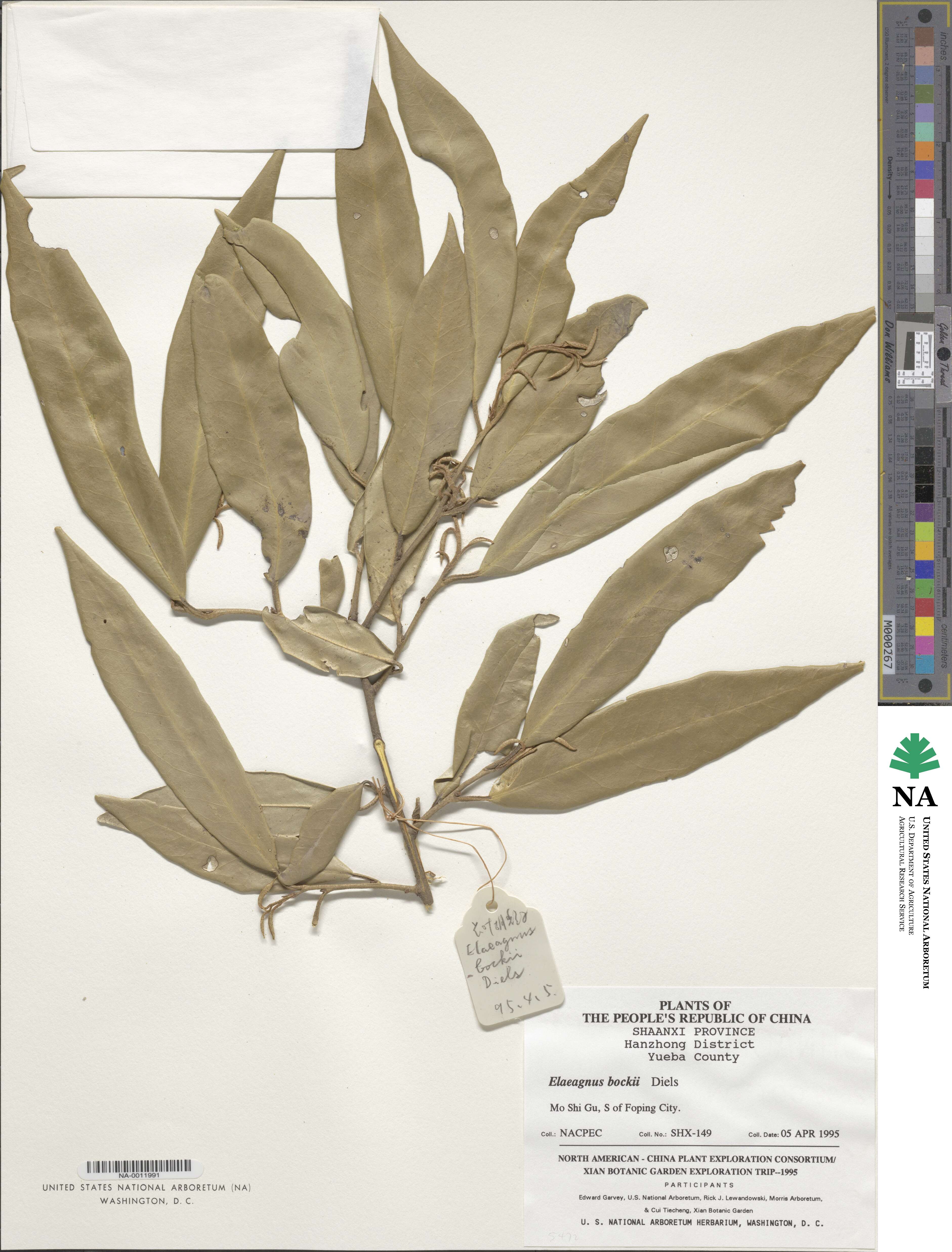 Elaeagnus bockii image