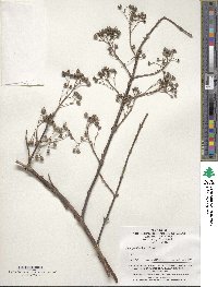 Image of Deutzia discolor