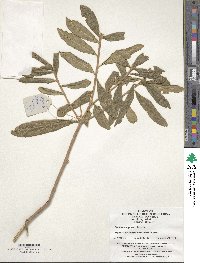 Image of Daphne tangutica