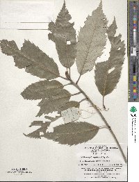 Quercus oxyodon image