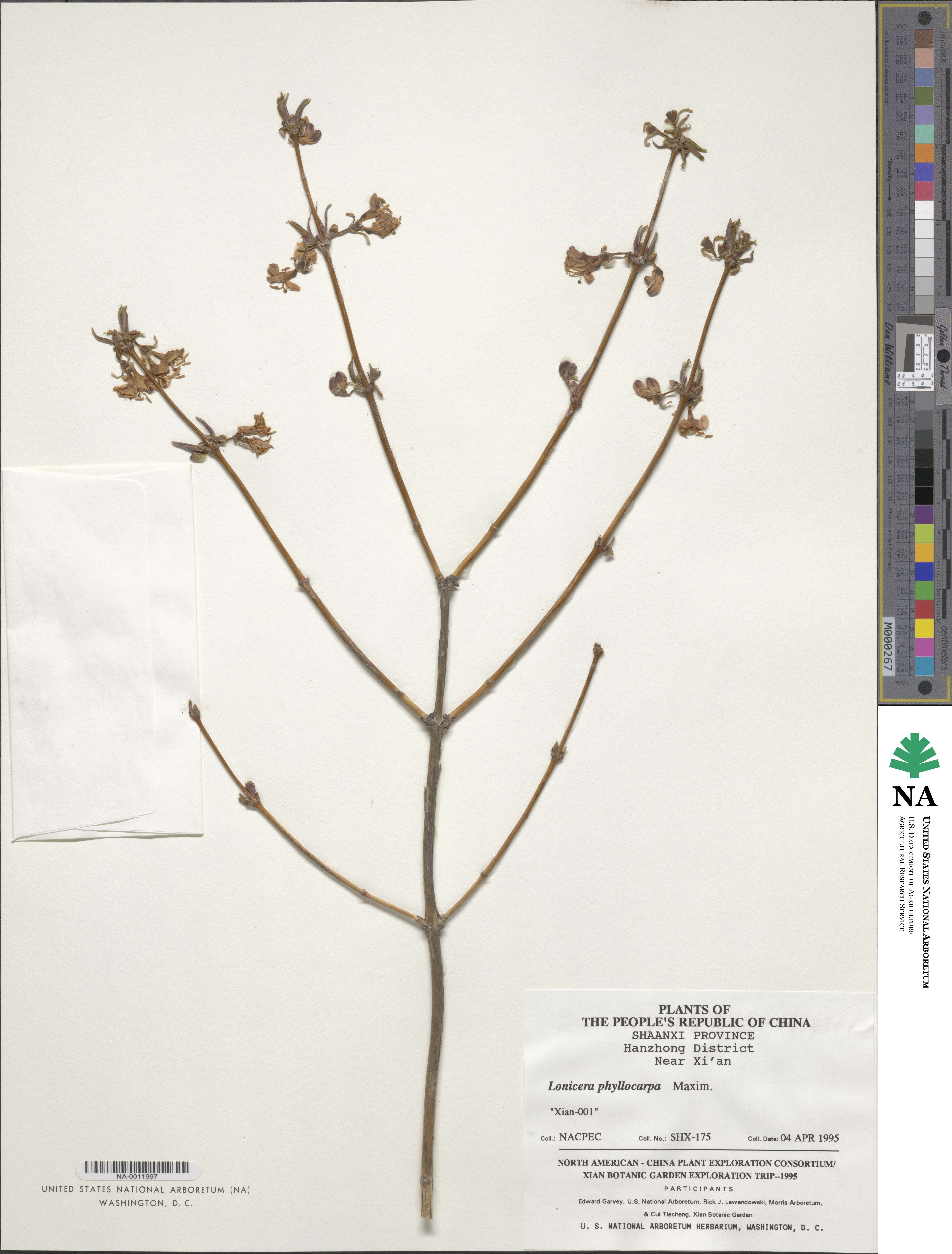 Lonicera fragrantissima subsp. phyllocarpa image