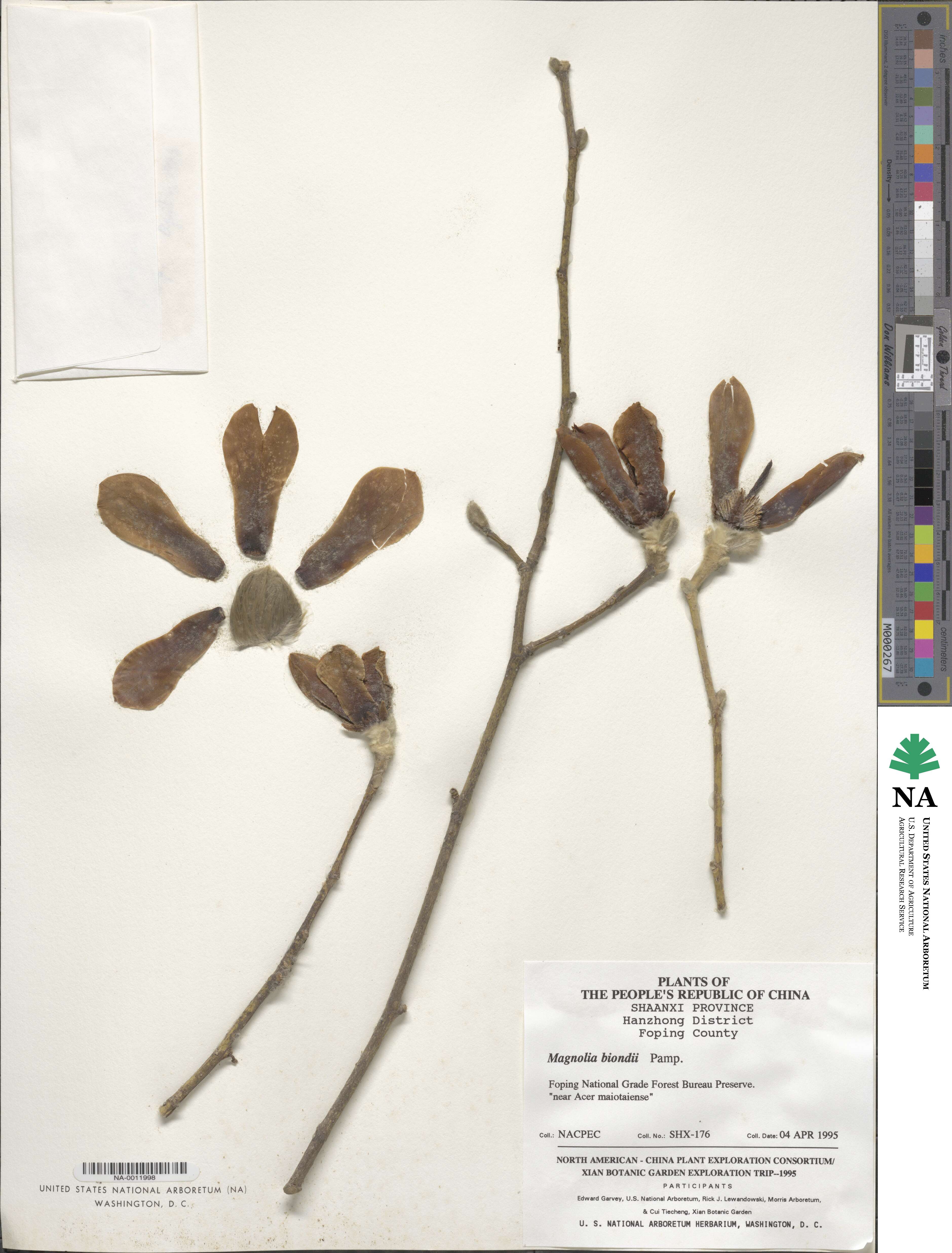 Magnolia biondii image