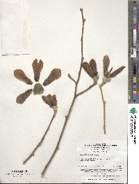 Magnolia biondii image