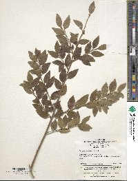 Ilex yunnanensis image