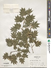 Acer japonicum image