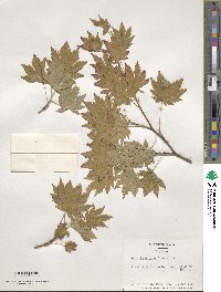 Acer japonicum image