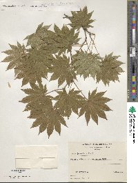 Acer japonicum image