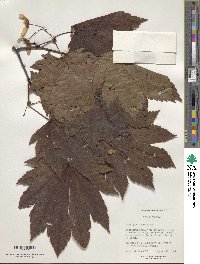 Acer japonicum image