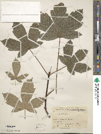 Image of Acer heldreichii