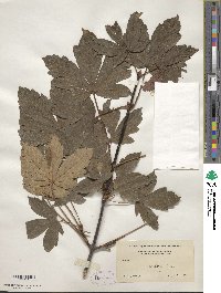 Acer heldreichii image