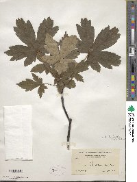 Acer heldreichii image