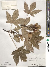 Acer heldreichii image