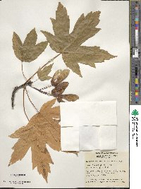 Acer heldreichii image