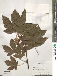 Acer heldreichii image