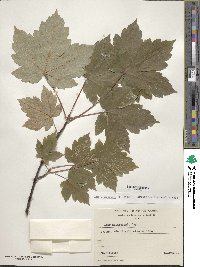 Acer heldreichii image