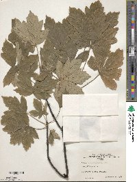 Acer heldreichii image