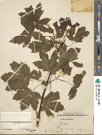 Acer heldreichii image