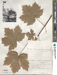 Acer heldreichii subsp. heldreichii image