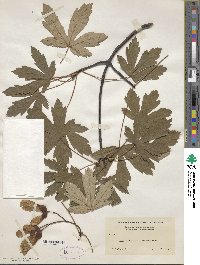 Acer heldreichii image