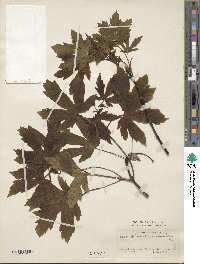 Acer heldreichii image