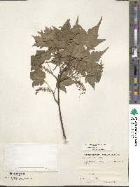 Acer micranthum image