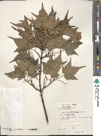 Acer micranthum image