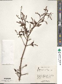 Acer micranthum image