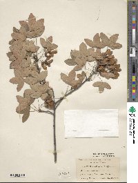 Acer monspessulanum image