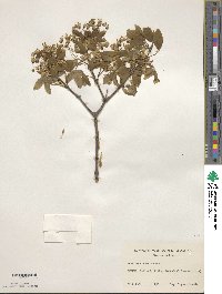 Acer monspessulanum image