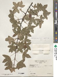 Acer monspessulanum image