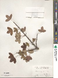 Acer monspessulanum image