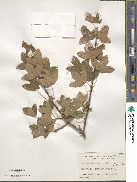 Acer monspessulanum image