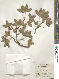 Acer monspessulanum image