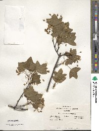 Acer monspessulanum image