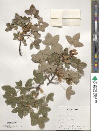 Acer monspessulanum image