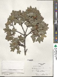 Acer monspessulanum image