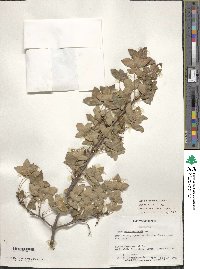 Acer monspessulanum image