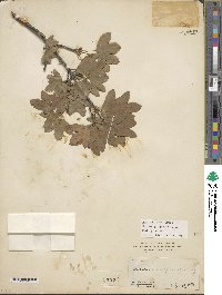 Acer monspessulanum image