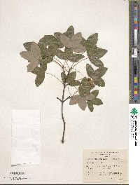 Acer monspessulanum image