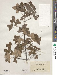 Acer monspessulanum image