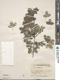 Acer monspessulanum image