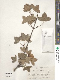 Acer monspessulanum image