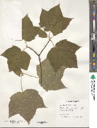 Image of Acer caudatifolium